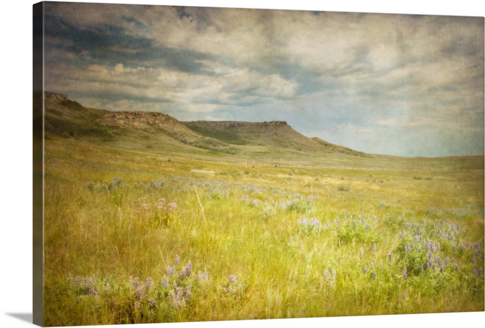 Wildflowers bloom in the prairie grasses of Alberta near a historic buffalo jump.
