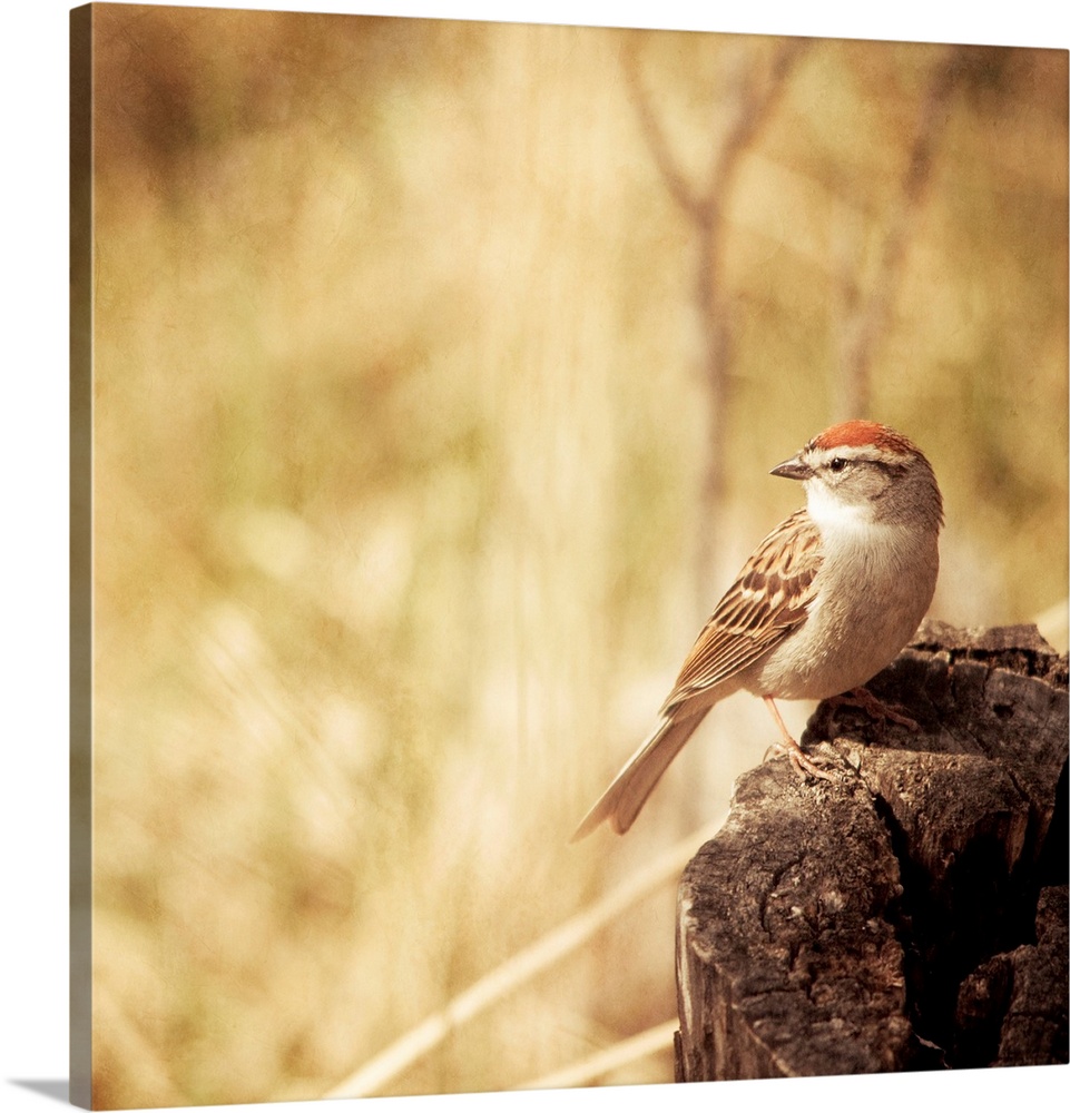 Pictorial photo of a small Chipping Sparrow bird sitting on a tree stump.
