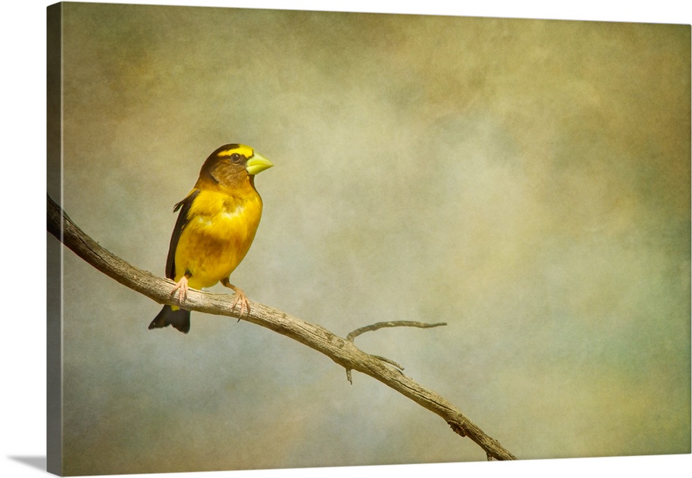 A distressed photo of a yellow bird perched on a branch. with a nondescript background.