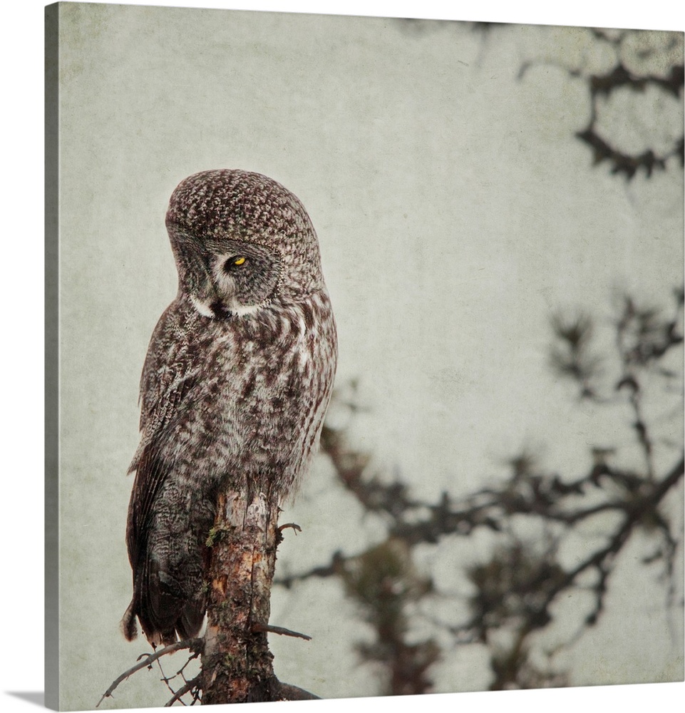 Pictorialist photo of a Great Grey Owl sitting on a creepy dead tree.