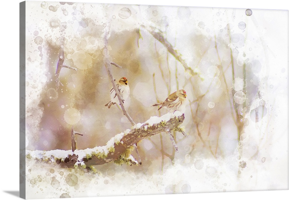 Digital watercolor of two Common Redpolls in a snowy tree.