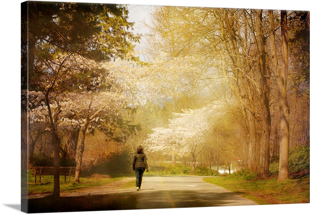 A woman walking along the path in Stanley Park in spring while the Cherry trees bloom.