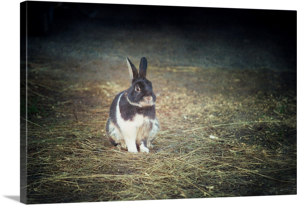 A photo with a vignette of a bunny fixed on a pile of loose grass.