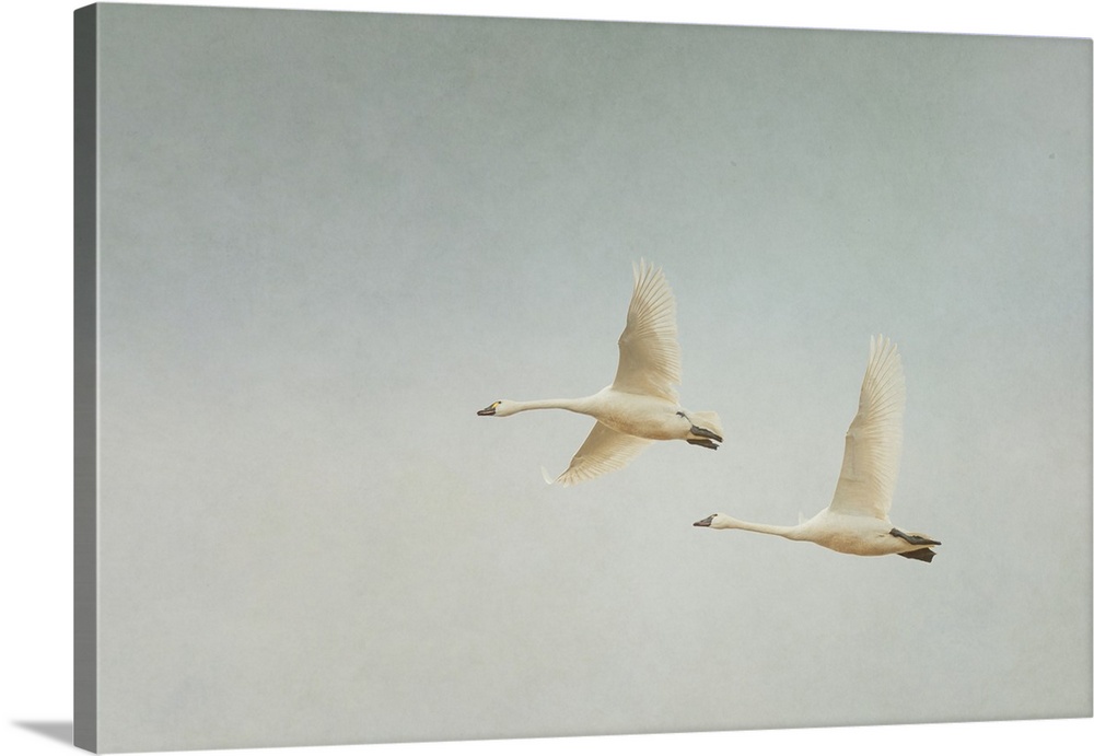 Two swans in flight during the spring migration.