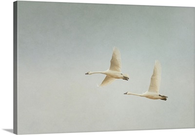 Tundra Swans