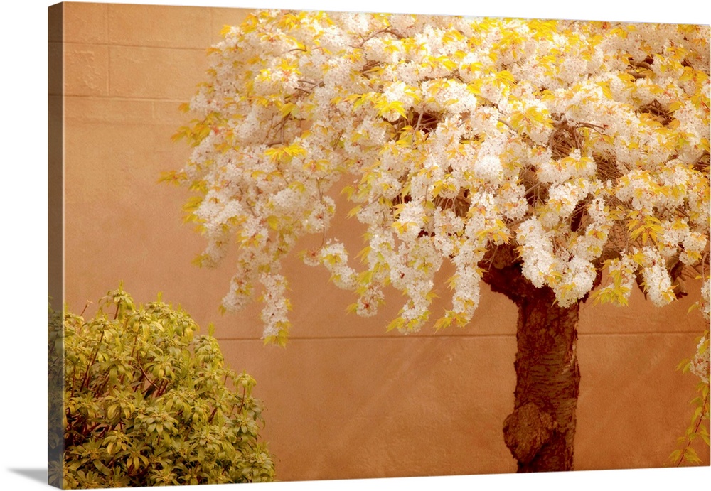 A flowering cherry tree and bush along a orange cement wall.