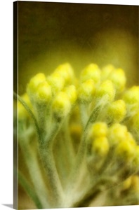Yellow Blossoms image thumbnail