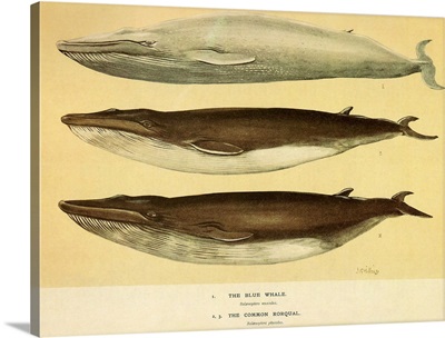 Blue and Fin Whales