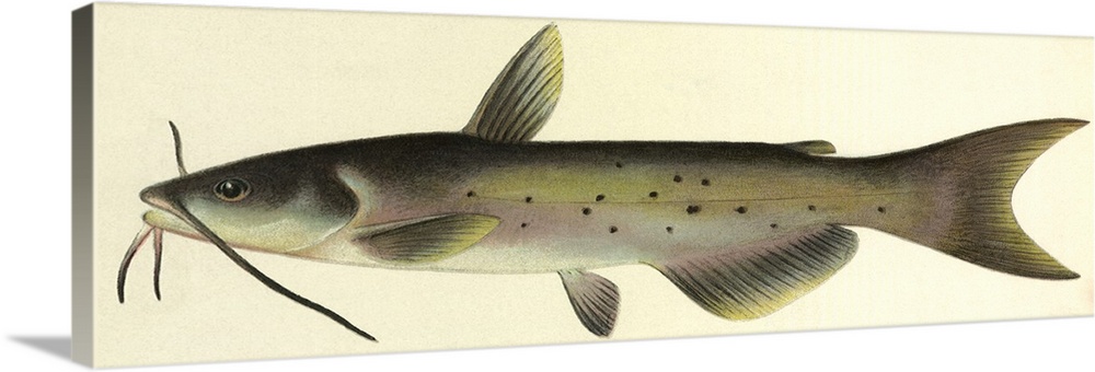 Spotted Catfish [Ictalurus Punctatus (Rafinesque)]