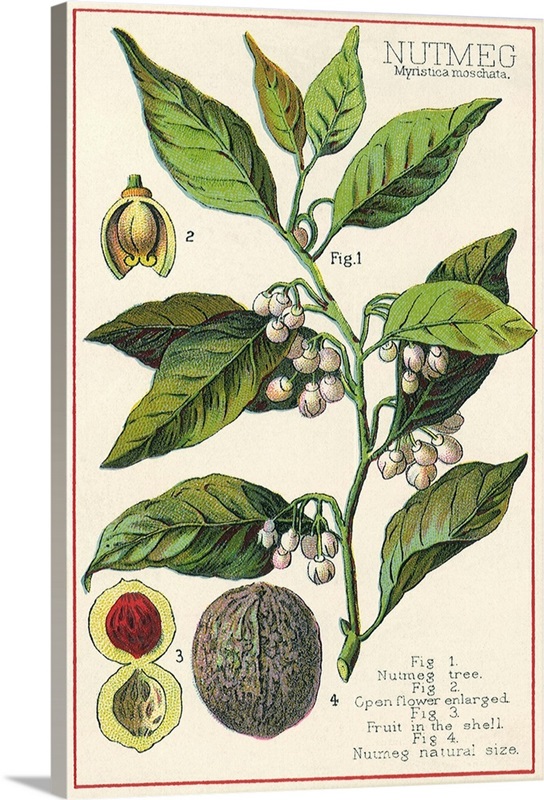 Nutmeg Plant Great Big Canvas