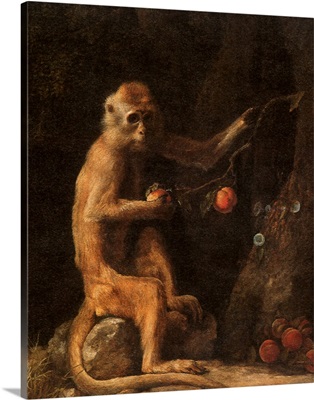 Portrait of a Monkey