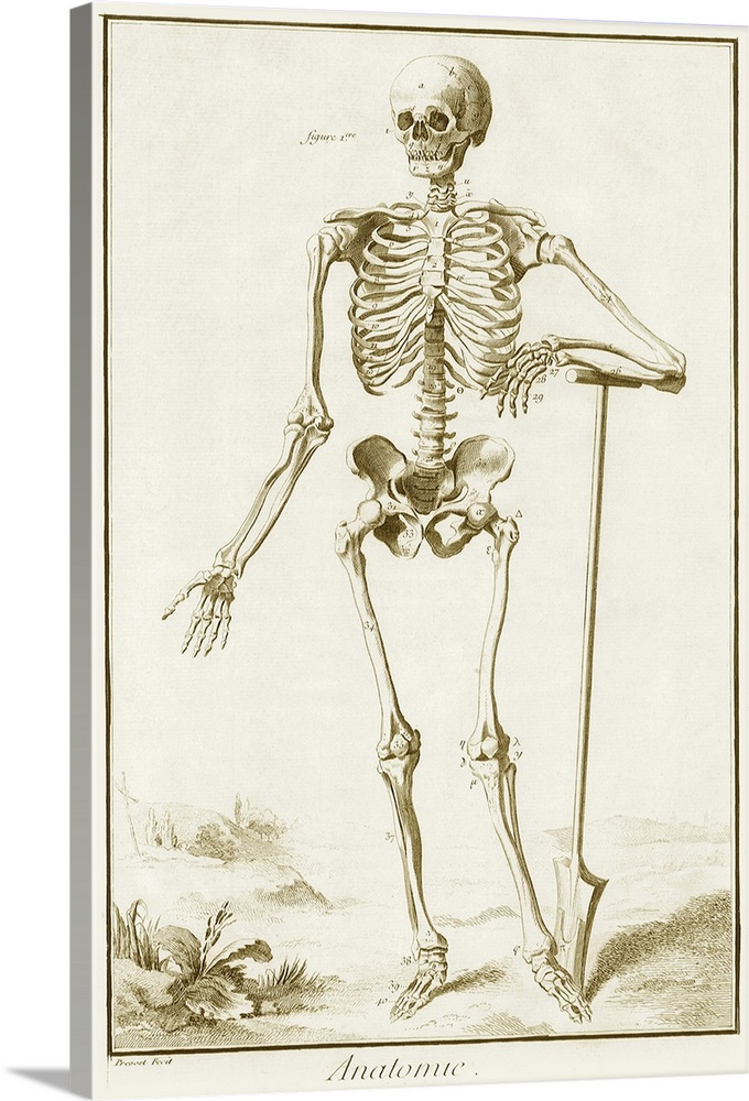 Le Squelette vu Par-Devant d'Apres Vesale