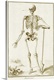 image thumbnail of Le Squelette vu Par-Devant d'Apres Vesale