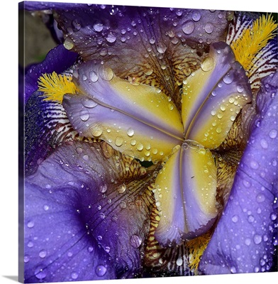 A Beautiful Inside Of A Iris