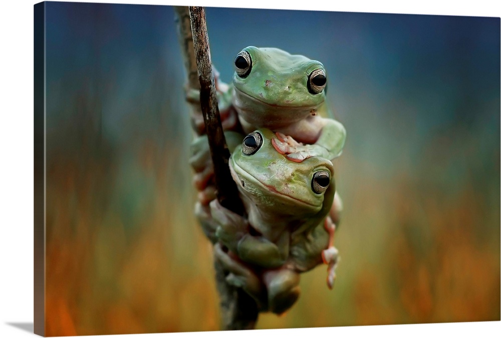 Two tree frogs hanging onto a thin branch.