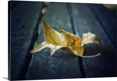 A Leaf on the Bench