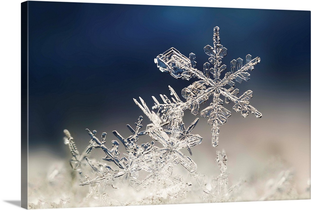 Macro image of delicate snowflakes.