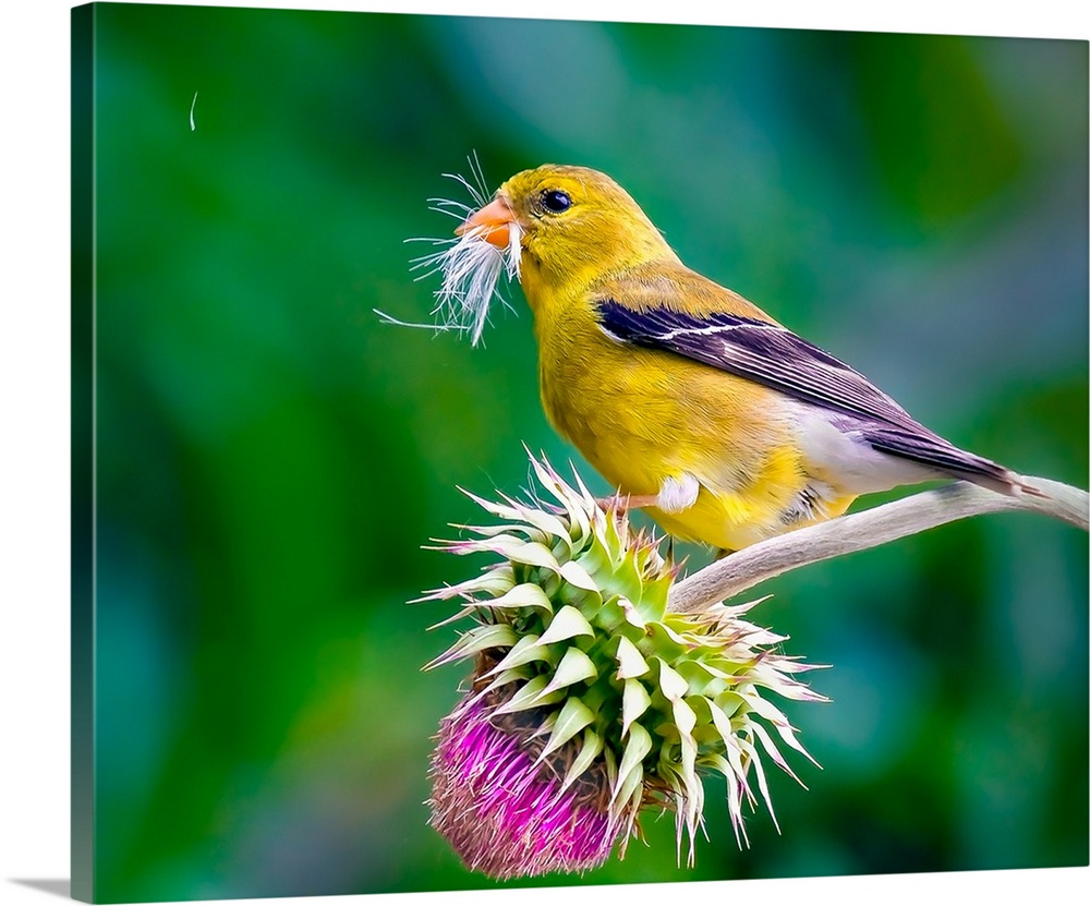 A female American Goldfinch on a thistle flower.
