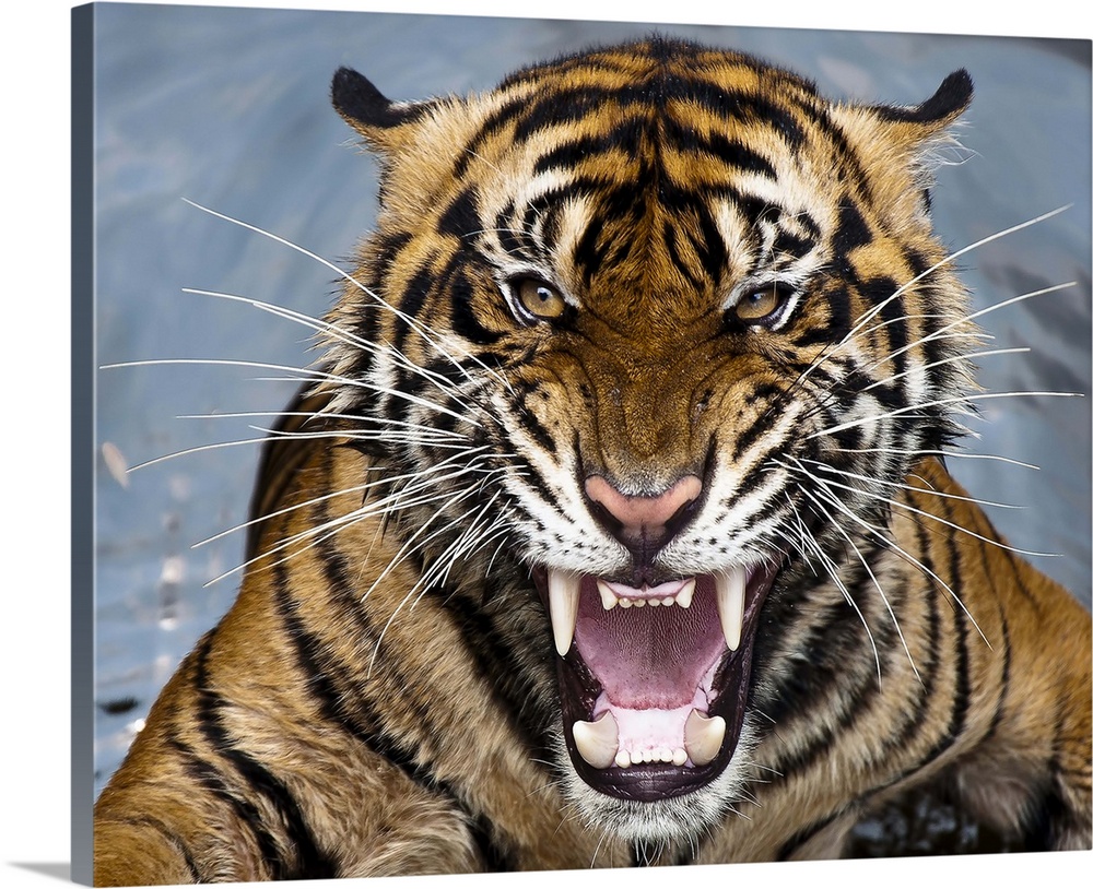 Snarling striped tiger with long fangs.