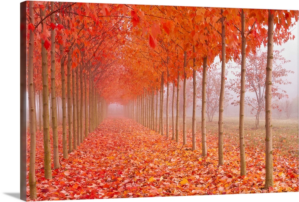 Perfect rows of thin trees along a walkway covered in bright orange fall leaves.