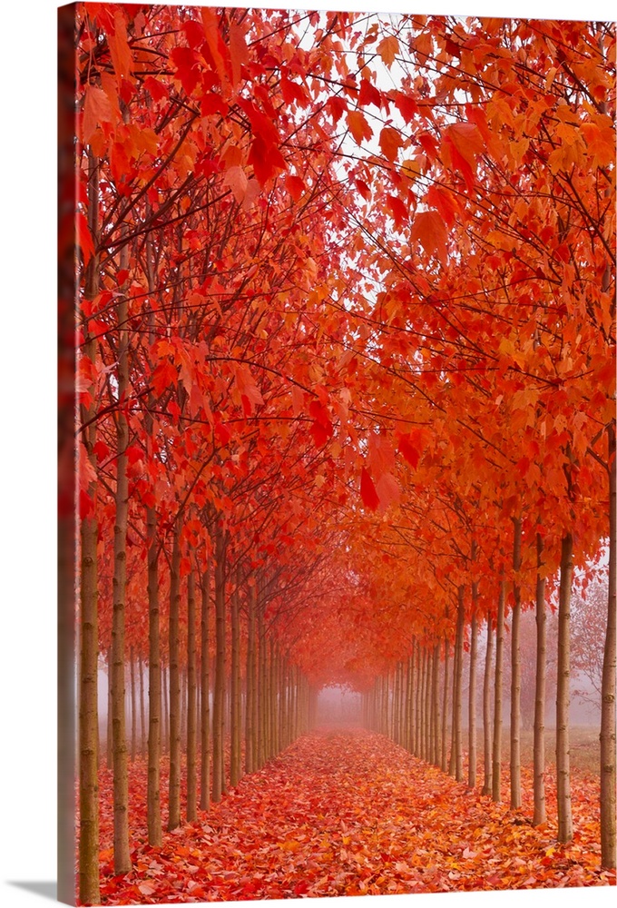 A path covered in leaves between a row of thin trees in brilliant orange fall color.