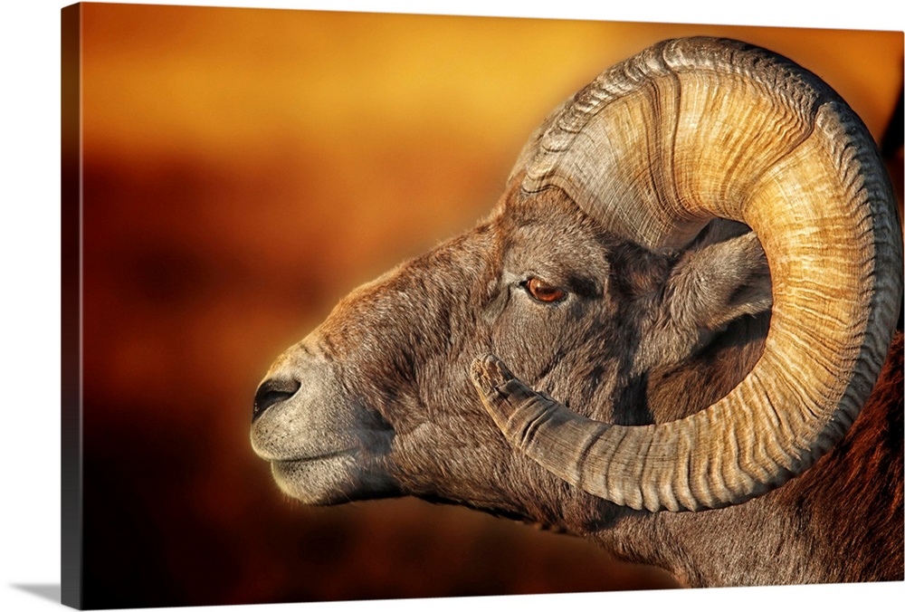 Portrait of a ram with large, curled horns, in the Badlands of South Dakota