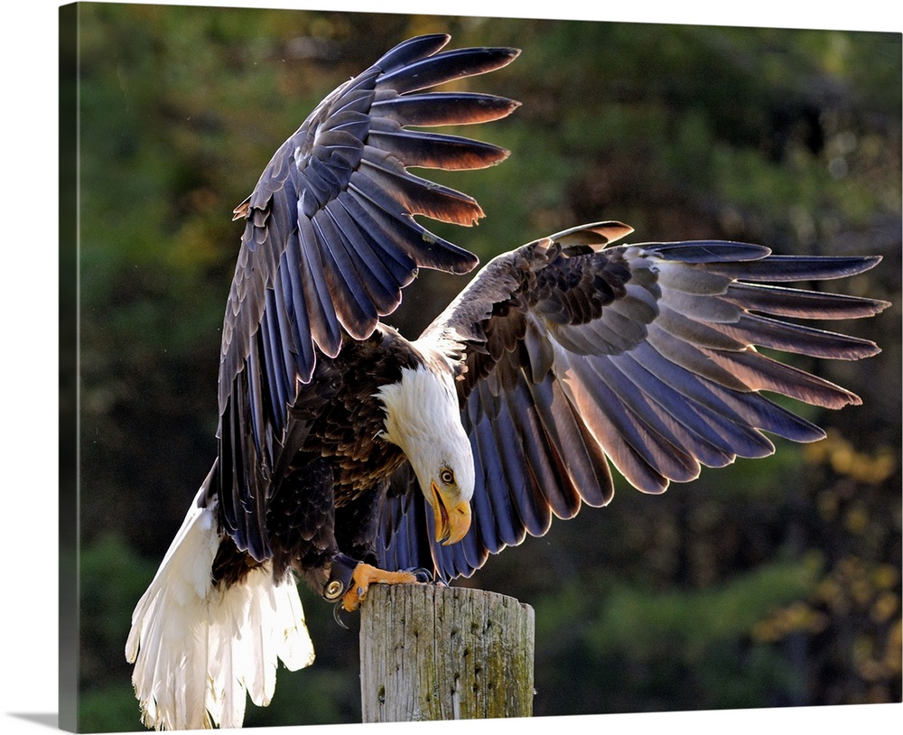 A Bald Eagle landing on a post with wings outstretched.