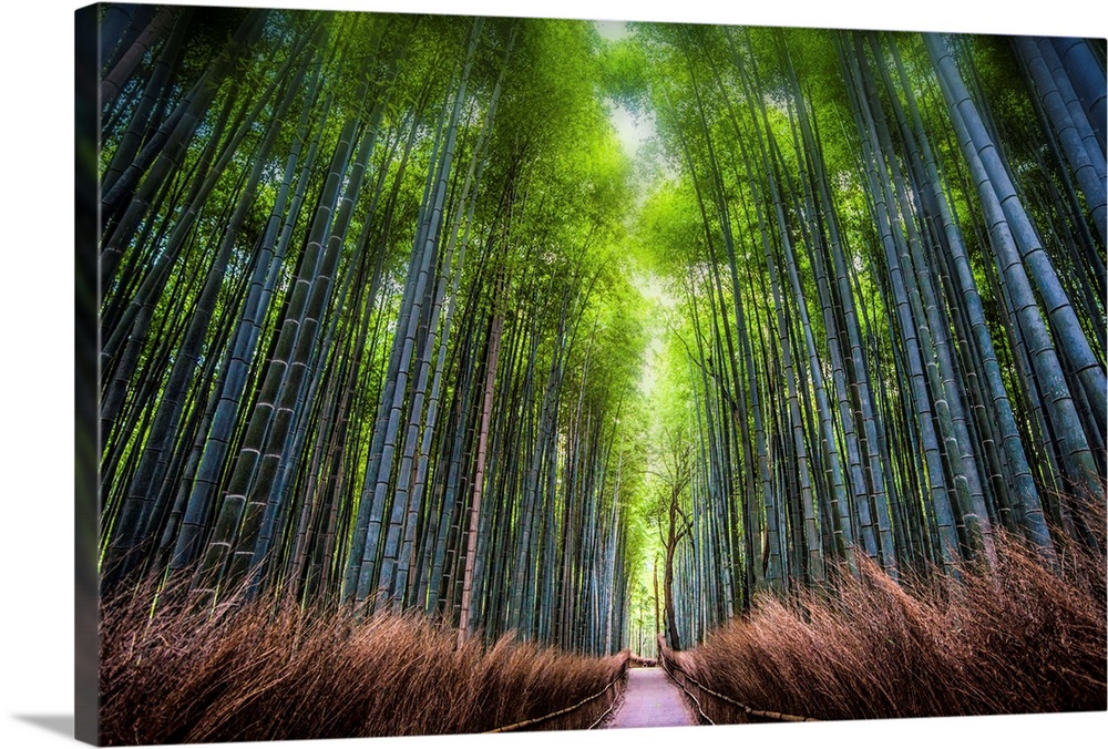 Bamboo grove in Sagano, Arashiyama, Kyoto, Japan.