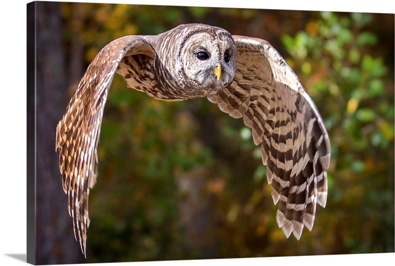 Barred Owl | Great Big Canvas