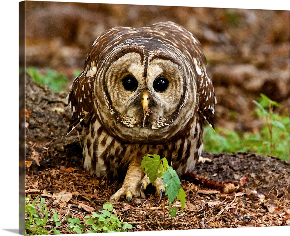 A Barred Owl on the ground, in a defensive posture.