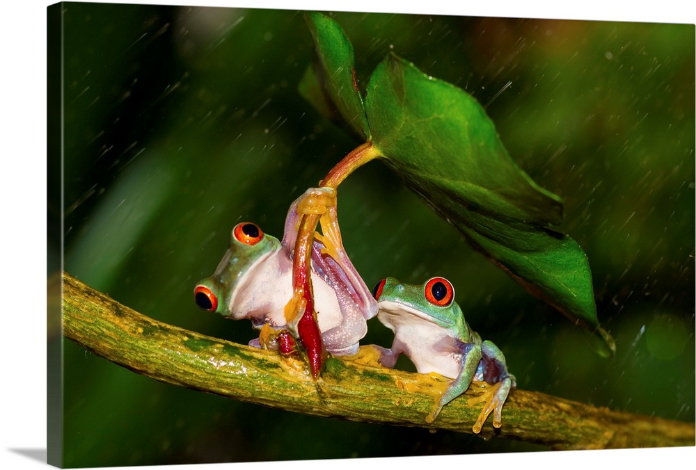 During the day, red-eyed tree frogs mostly sleep, keeping their eyes closed to help camouflage themselves. If disturbed, a...