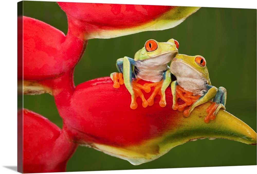 Two red-eyed tree frogs sitting on a heliconia flower.