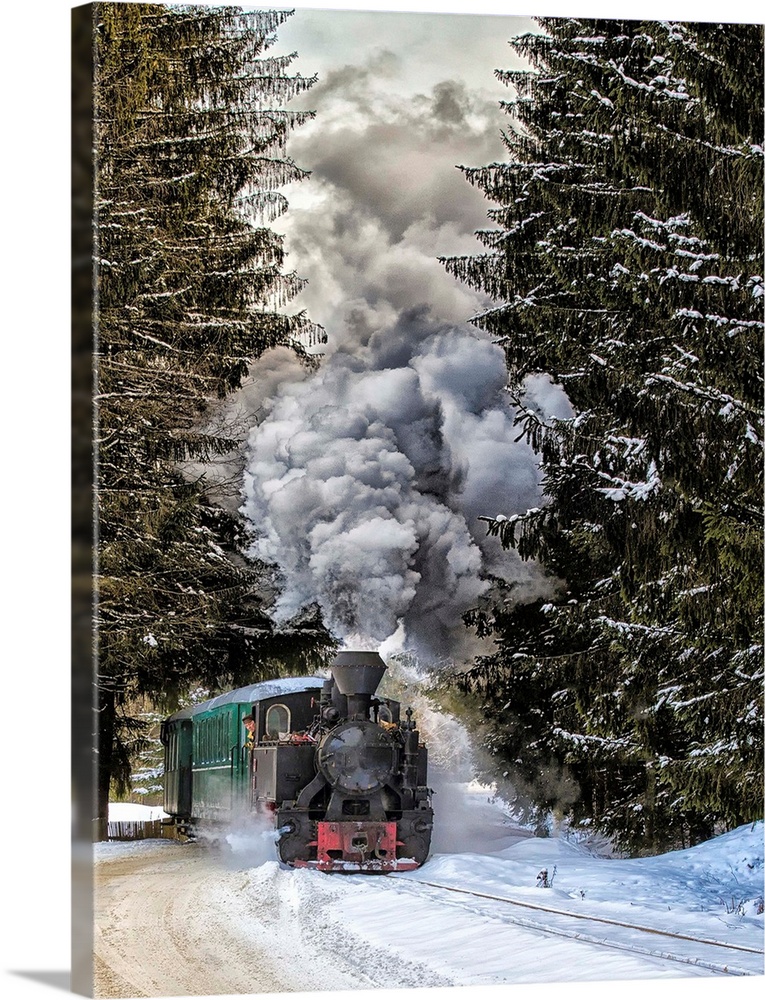 A train approaches from between two large pine trees in the winter.