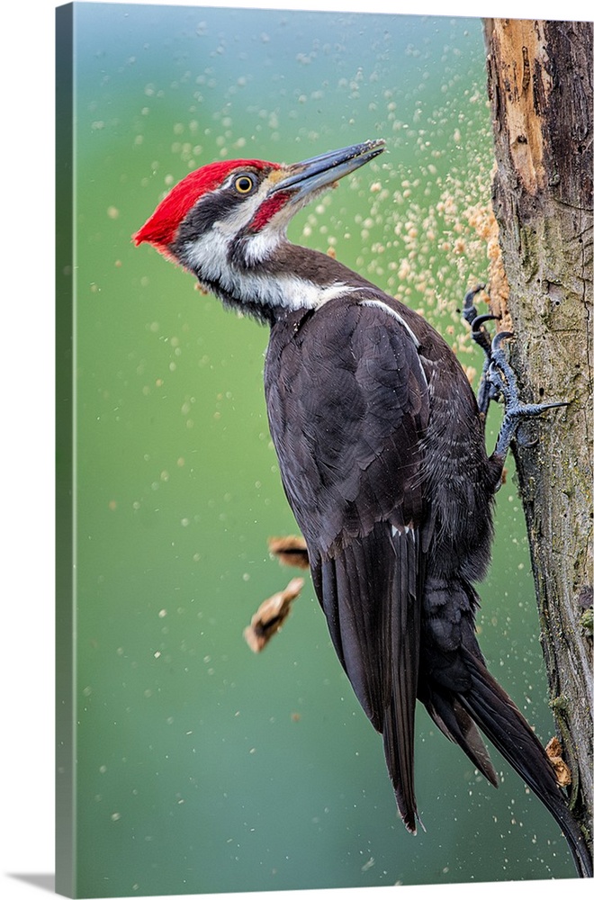 A Pileated Woodpecker going after carpenter ants.