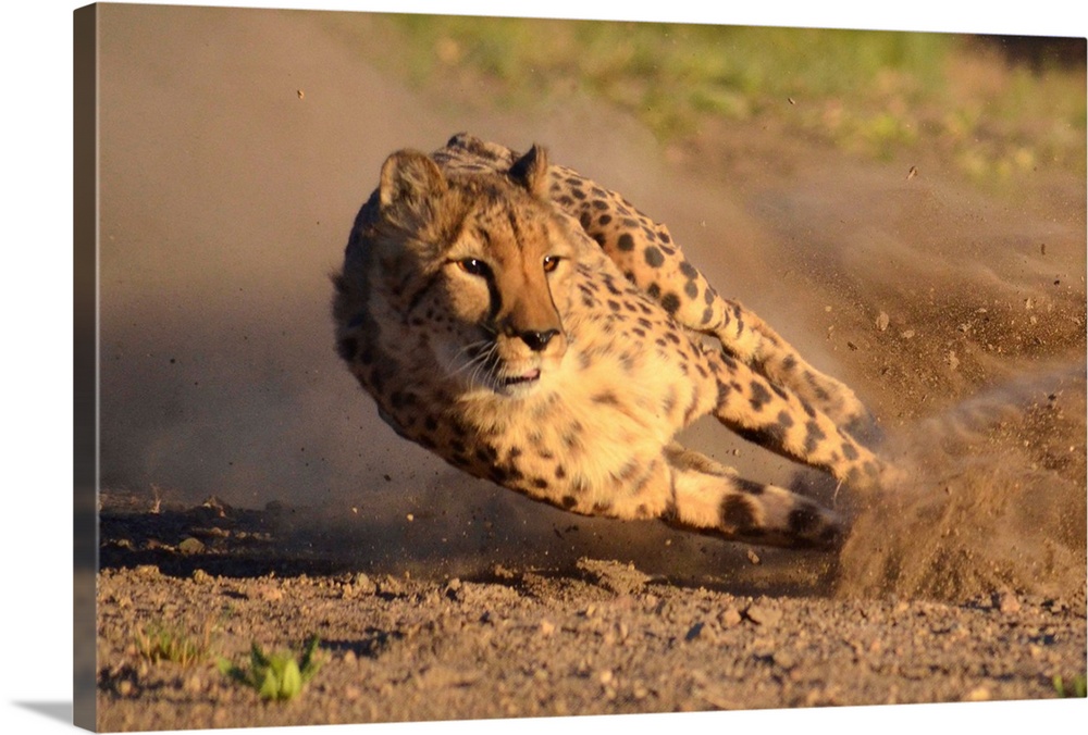 A running cheetah leans into a curve.