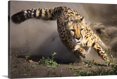 Cheetah Run III