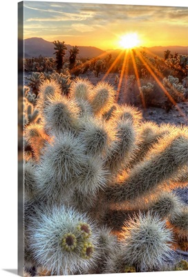 Chollas Cactus Sunrise