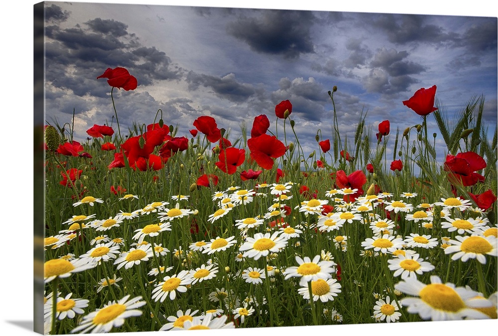 A field of daisies and red poppies.