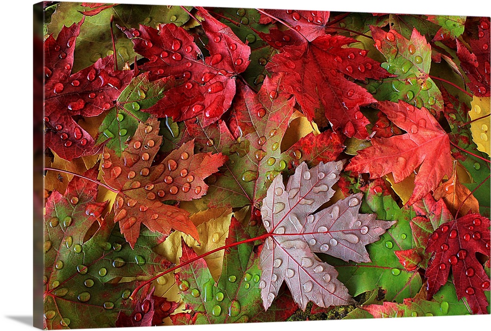 Close up of leaves in brilliant fall colors, covered in water droplets.