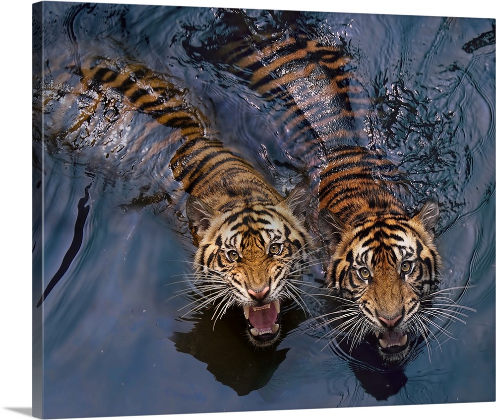 Two snarling tigers swimming in water.