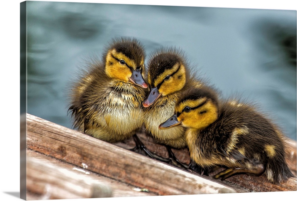 A trio of baby ducks snuggling together.