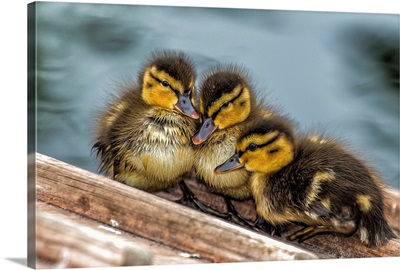 Cute Ducklings