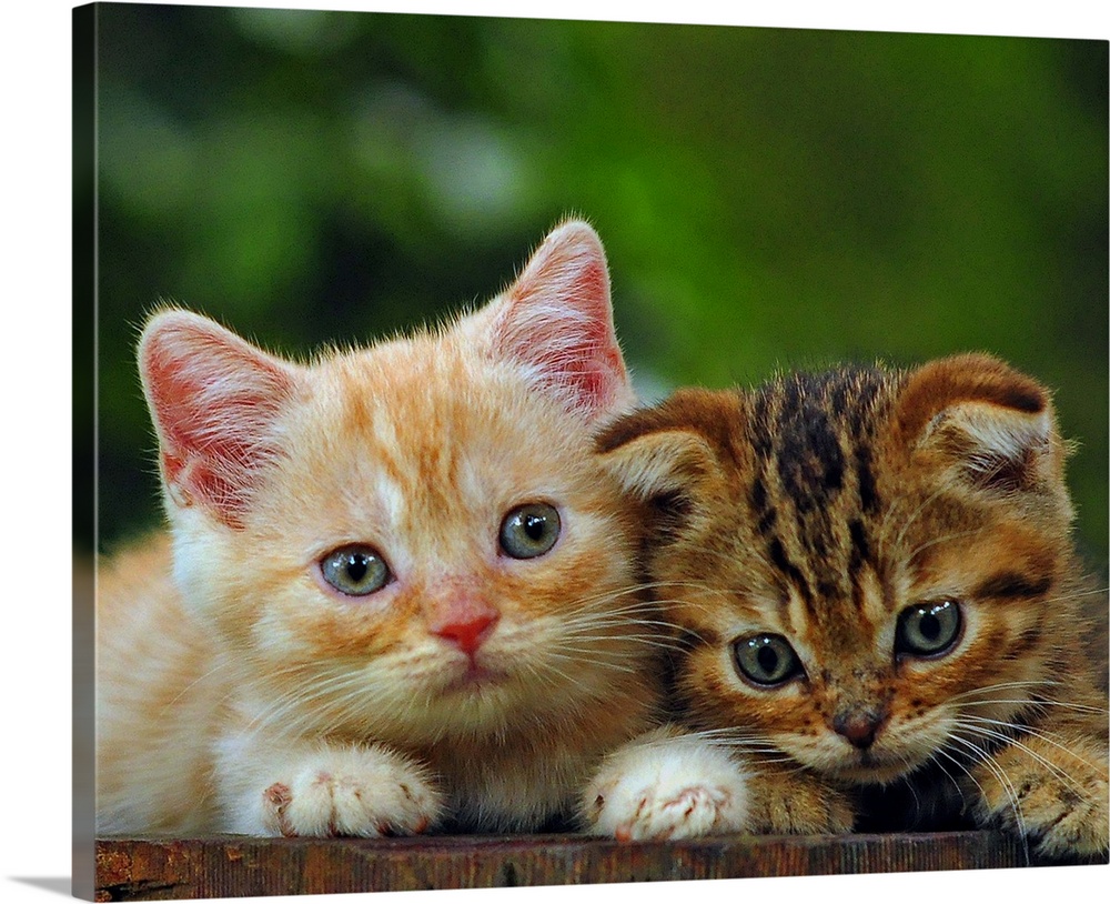Two adorable little tabby kittens.