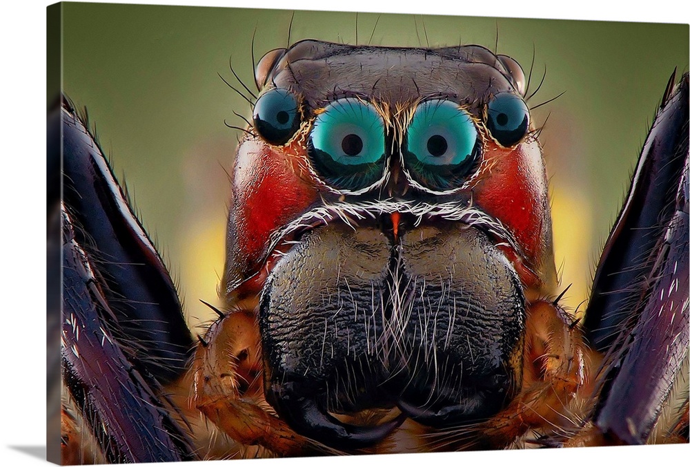 Macro photo of the large eyes of a tarantula spider.