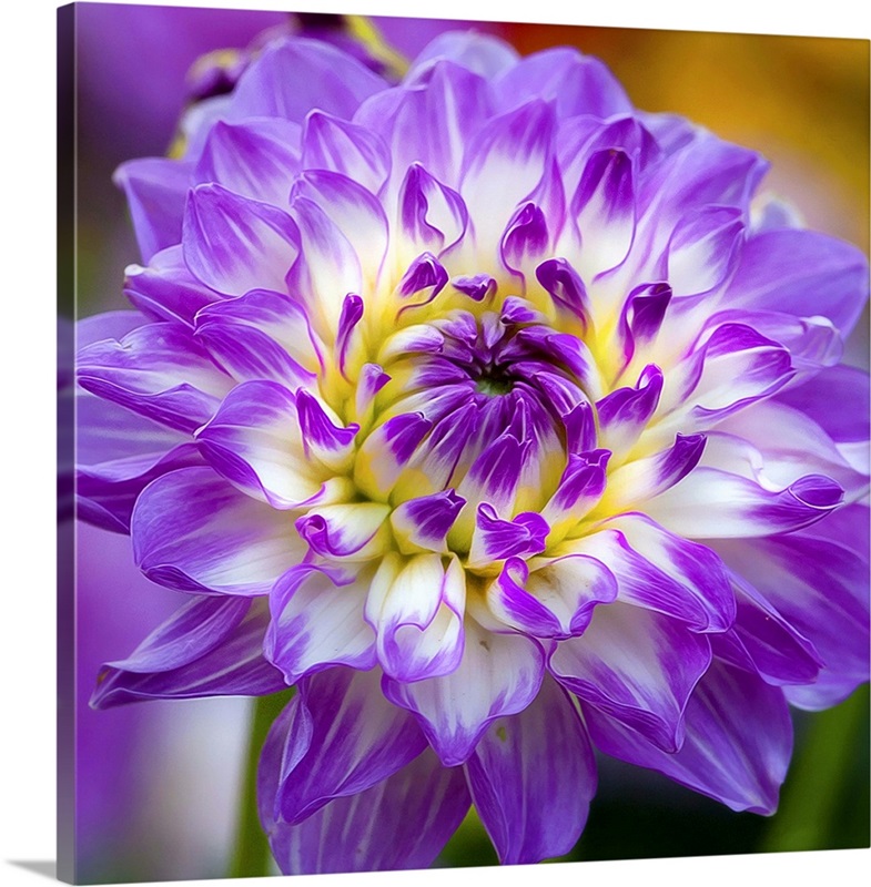 Dahlia Wall Art, Canvas Prints, Framed Prints, Wall Peels | Great Big ...