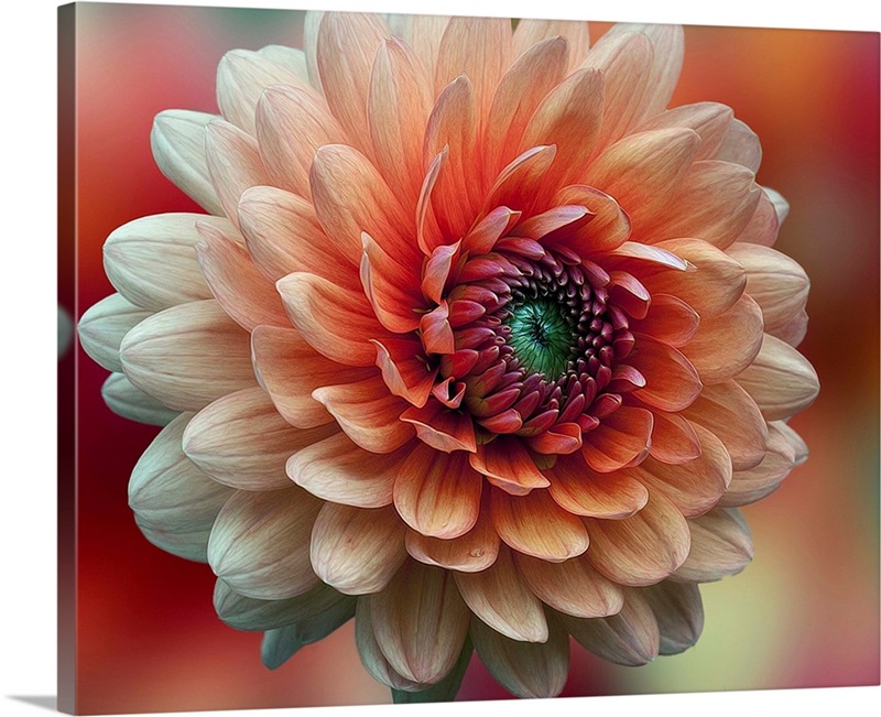 Dahlia Great Big Canvas