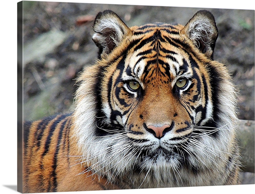 Portrait of a tiger with an intense expression.