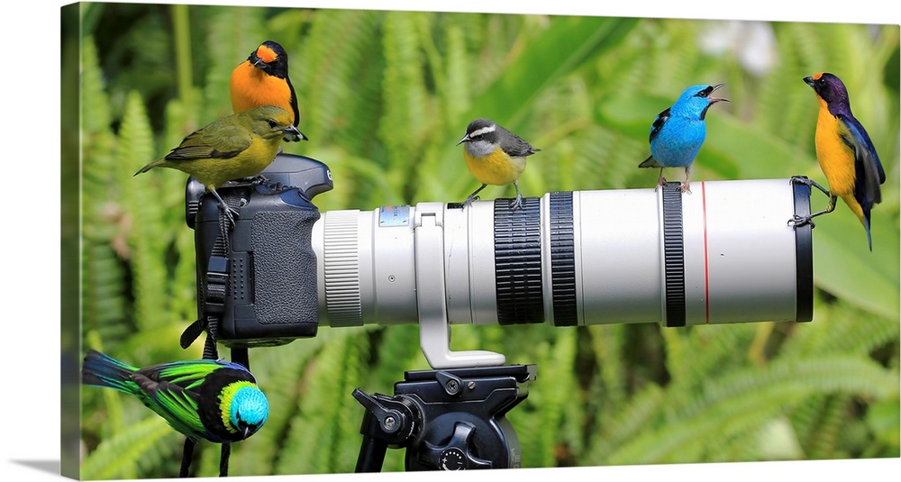 Several wild birds investigating a camera on a tripod with a large lens in Morretes, Brazil.