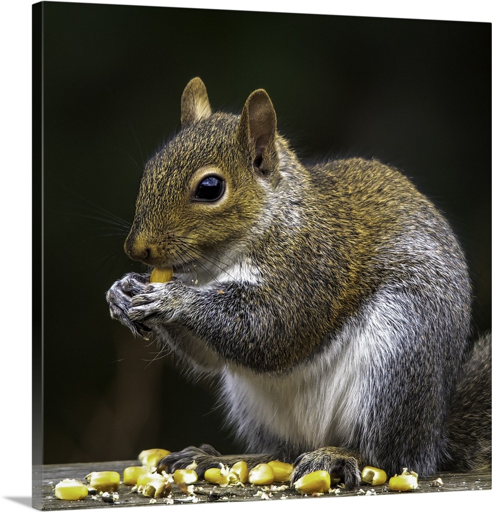 A cute squirrel sitting and eating corn kernels.