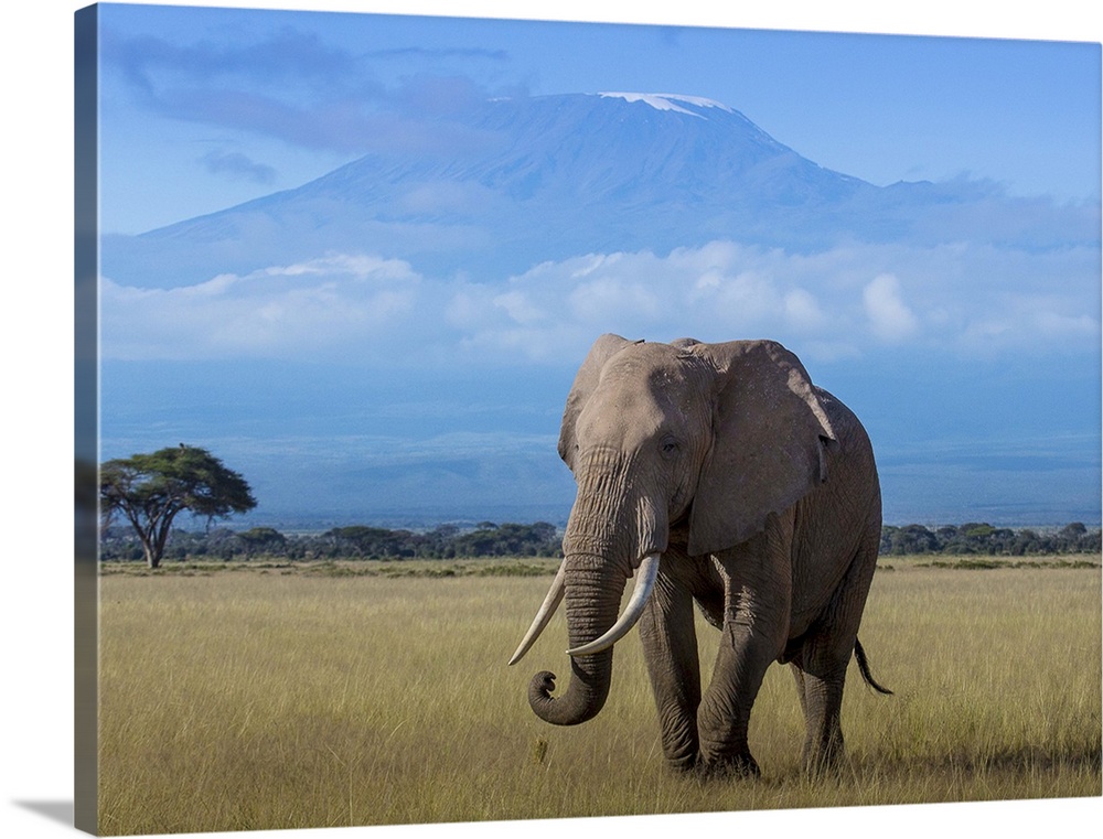 An African Elephant walking in the plains with Mount Kilimanjaro in the distance.